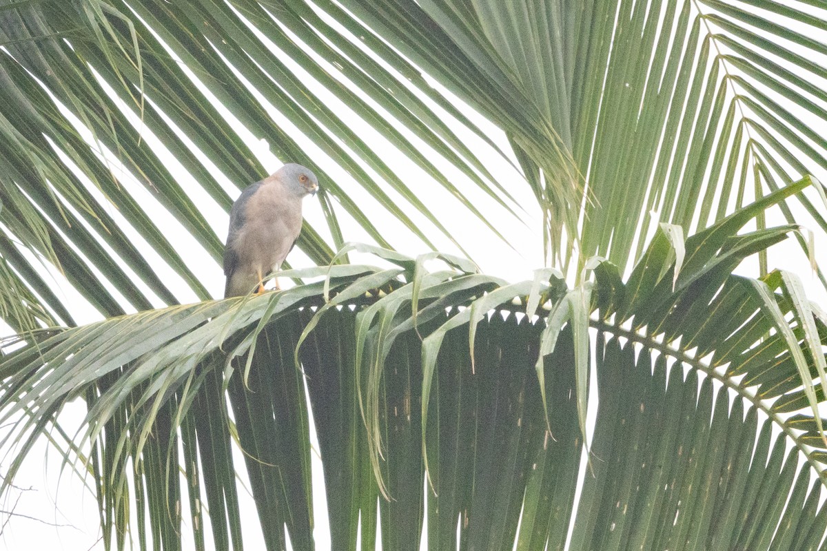 Fiji Goshawk - ML630701315