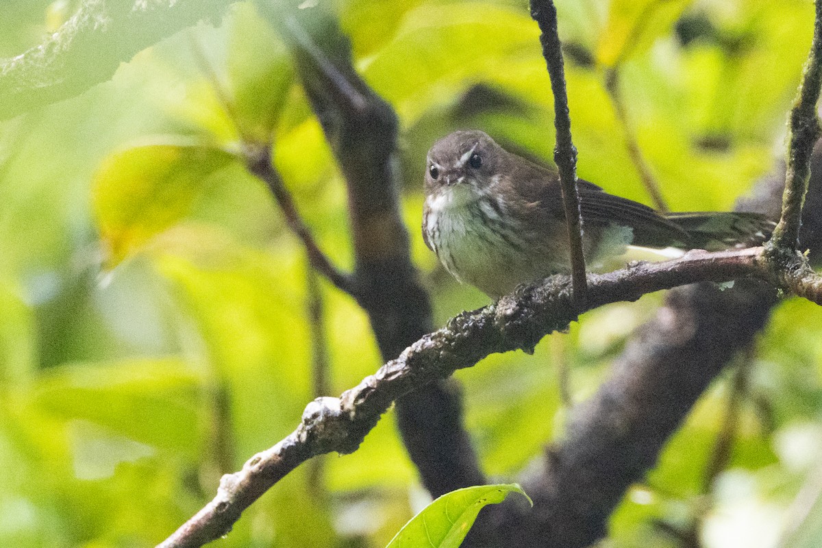 Fiji Streaked Fantail - ML630701349