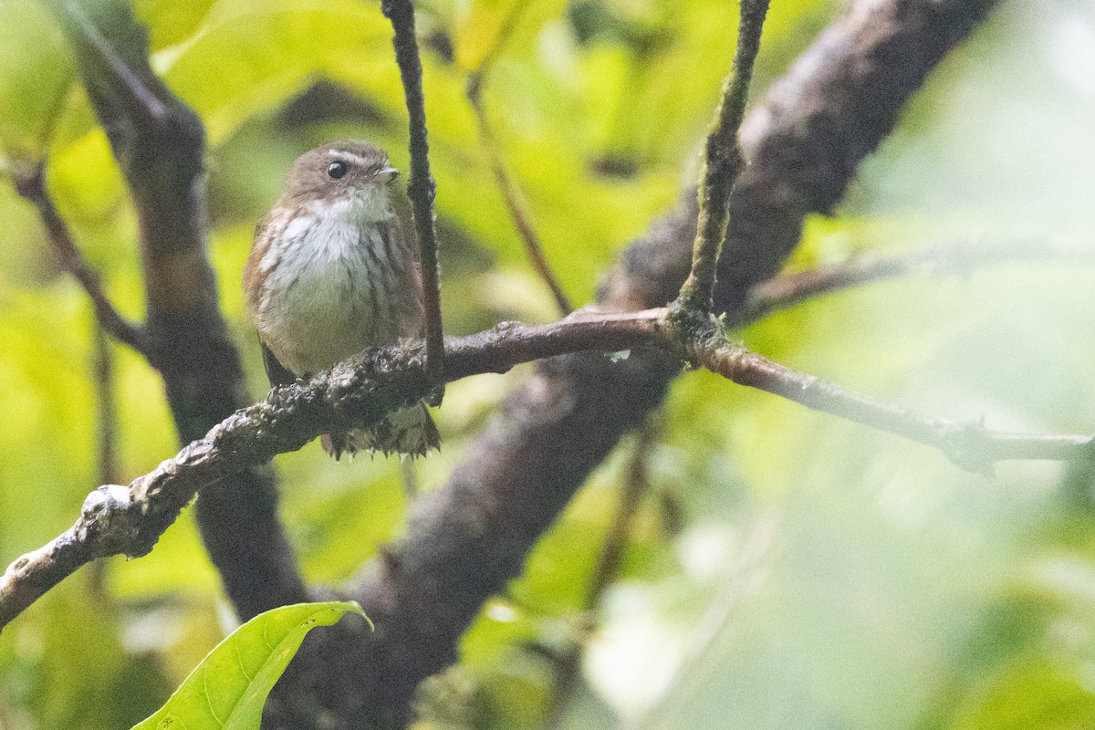 Fiji Streaked Fantail - ML630701350
