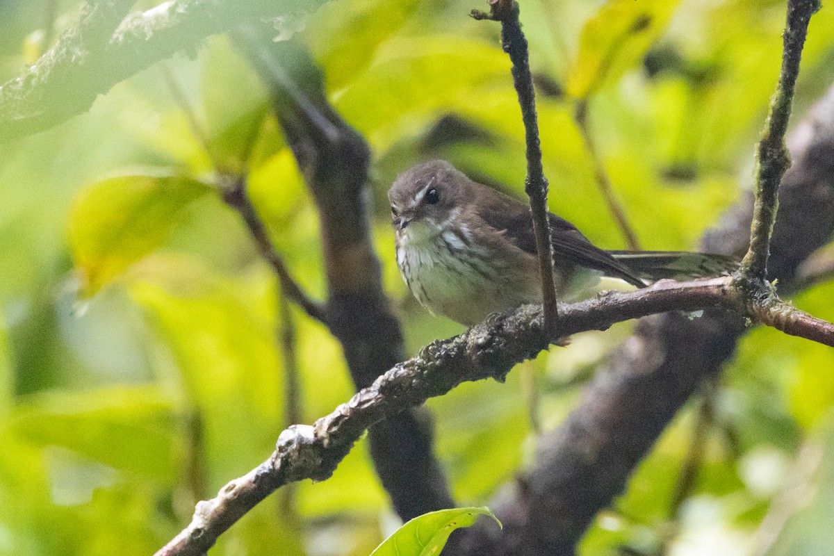 Fiji Streaked Fantail - ML630701351