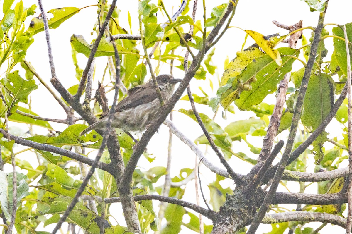 Polynesian Starling - ML630701404