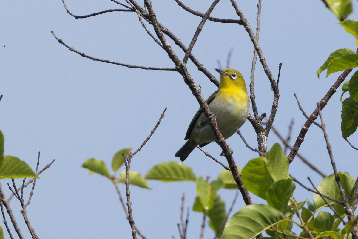 Fiji White-eye - ML630701410