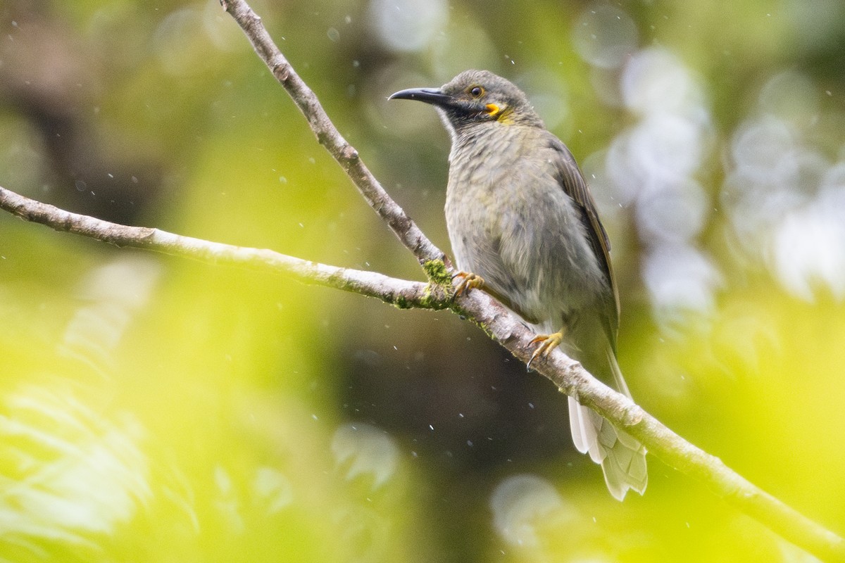 Northern Wattled-Honeyeater - ML630701424