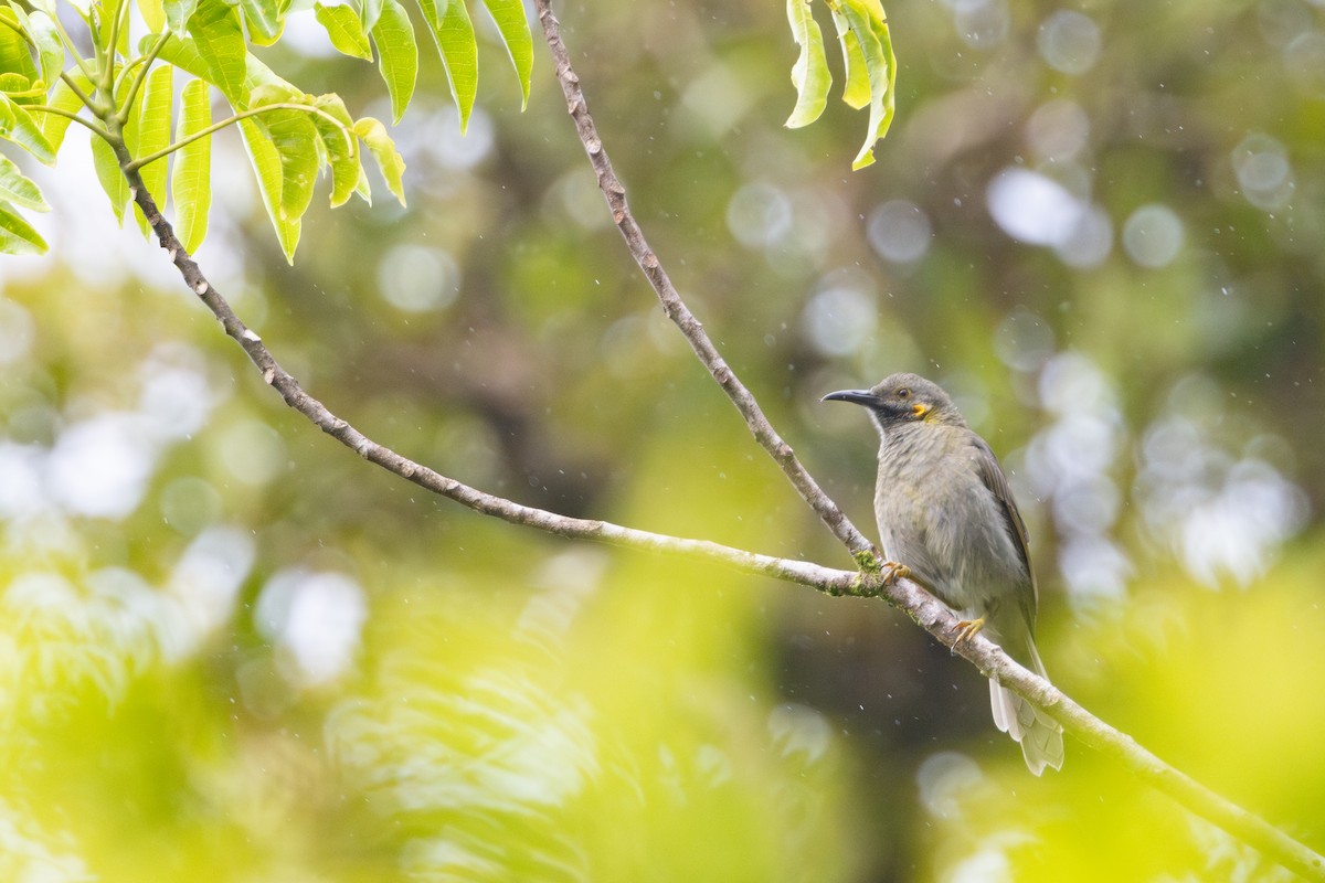 Northern Wattled-Honeyeater - ML630701425