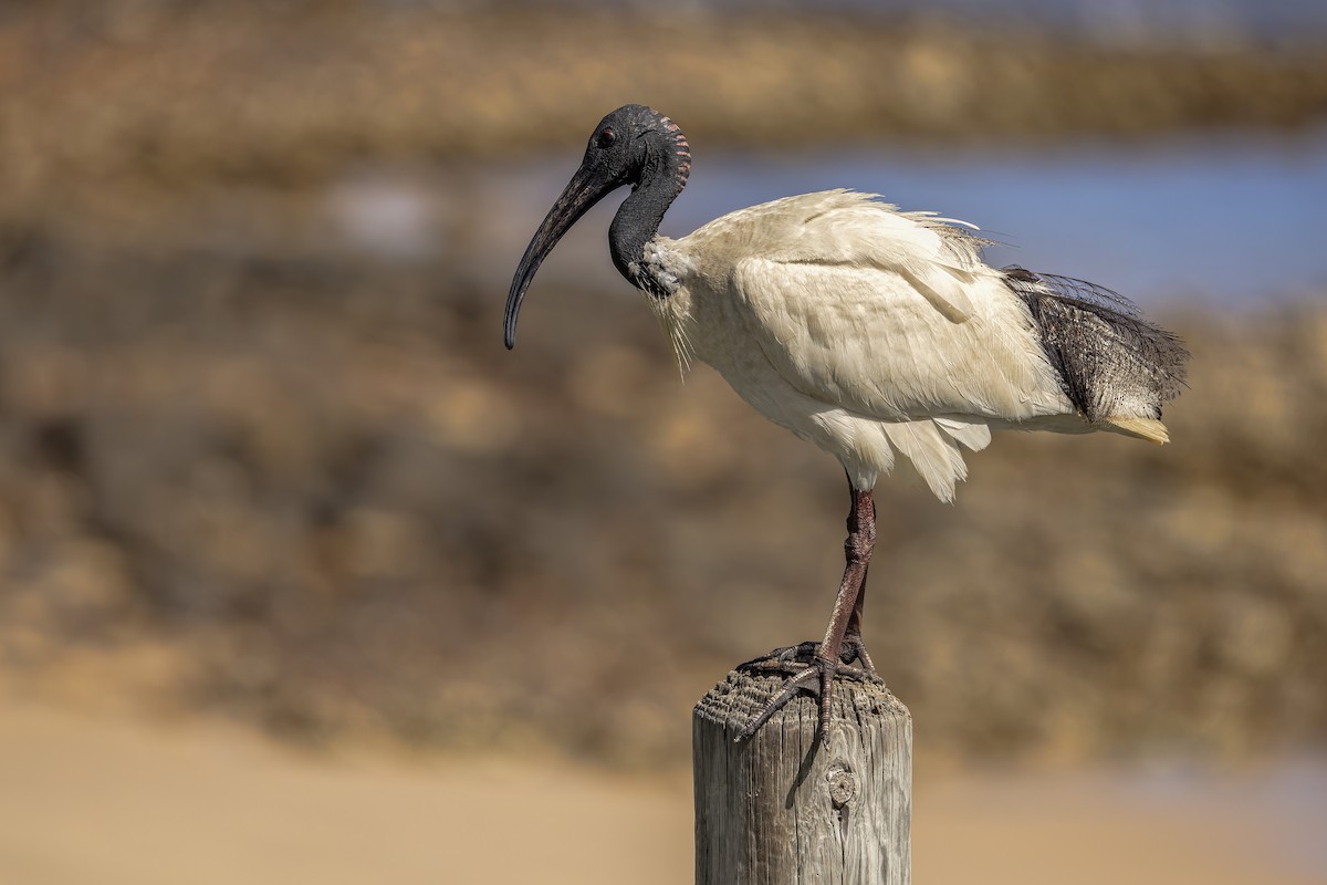 Australian Ibis - ML630701892