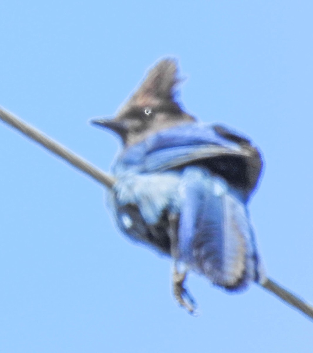 Steller's Jay - ML630701953