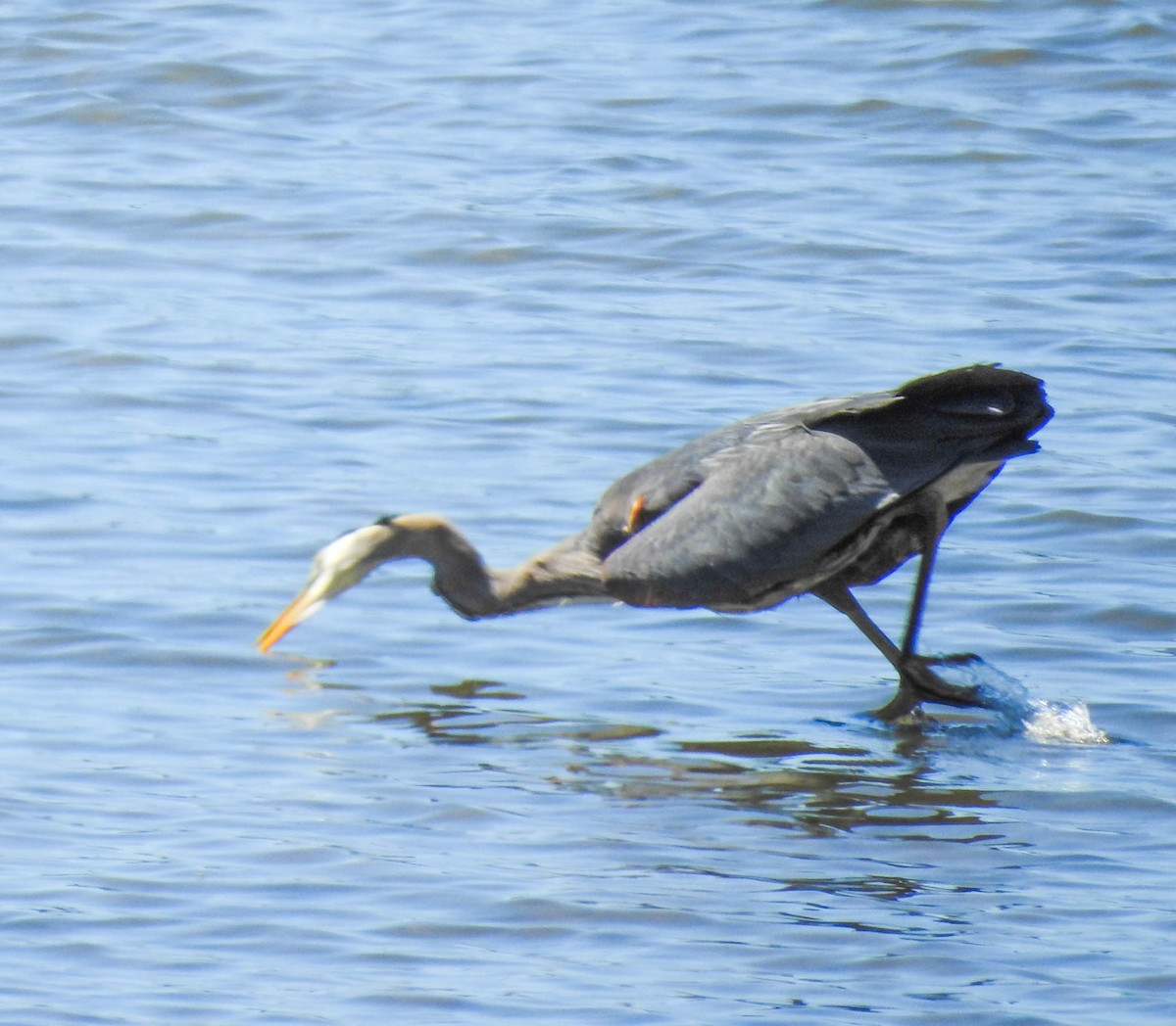 Great Blue Heron - ML630702112