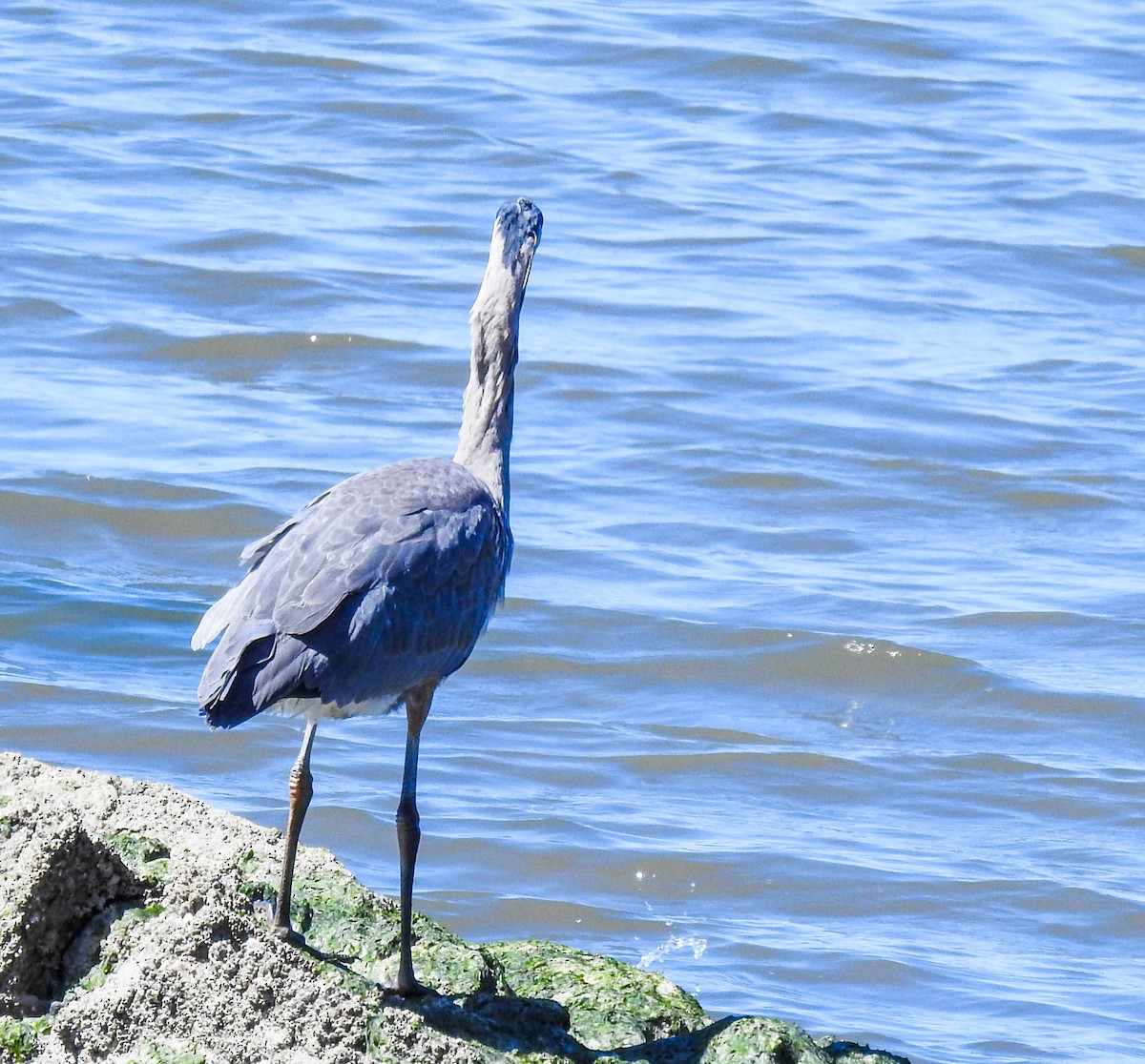 Great Blue Heron - ML630702113