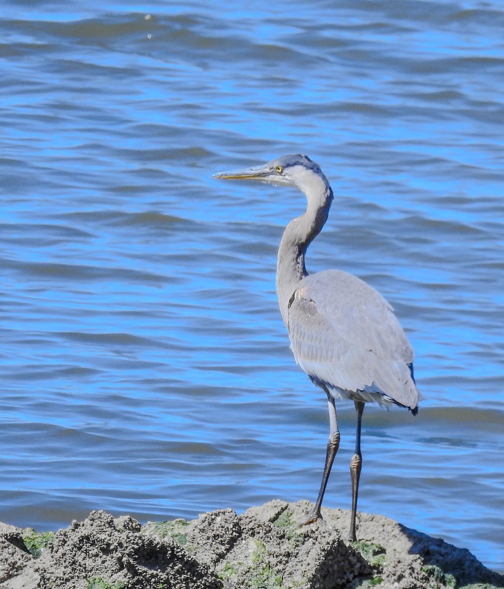 Great Blue Heron - ML630702114