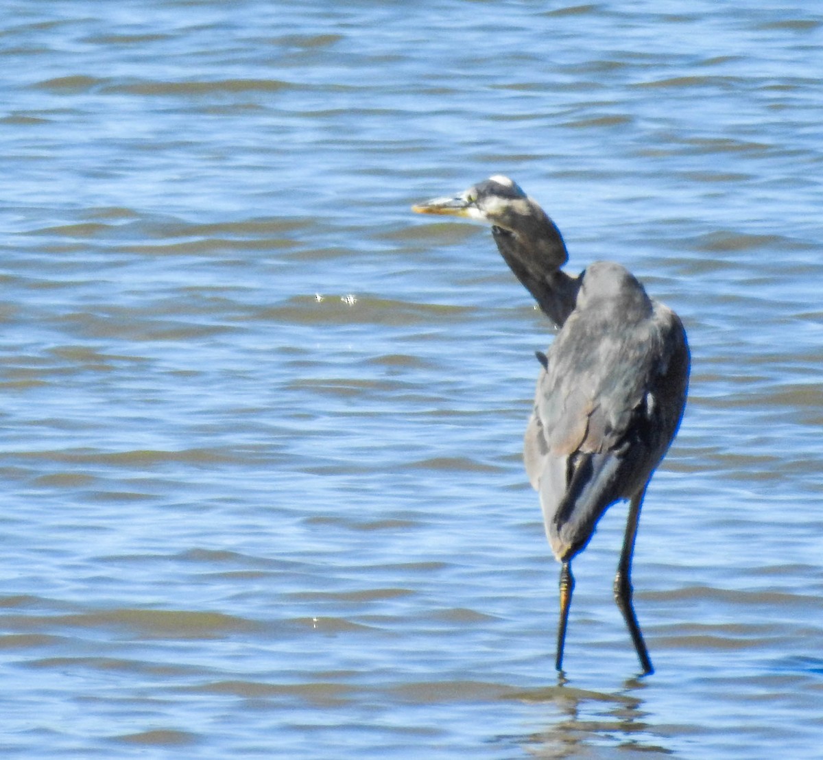 Great Blue Heron - ML630702115