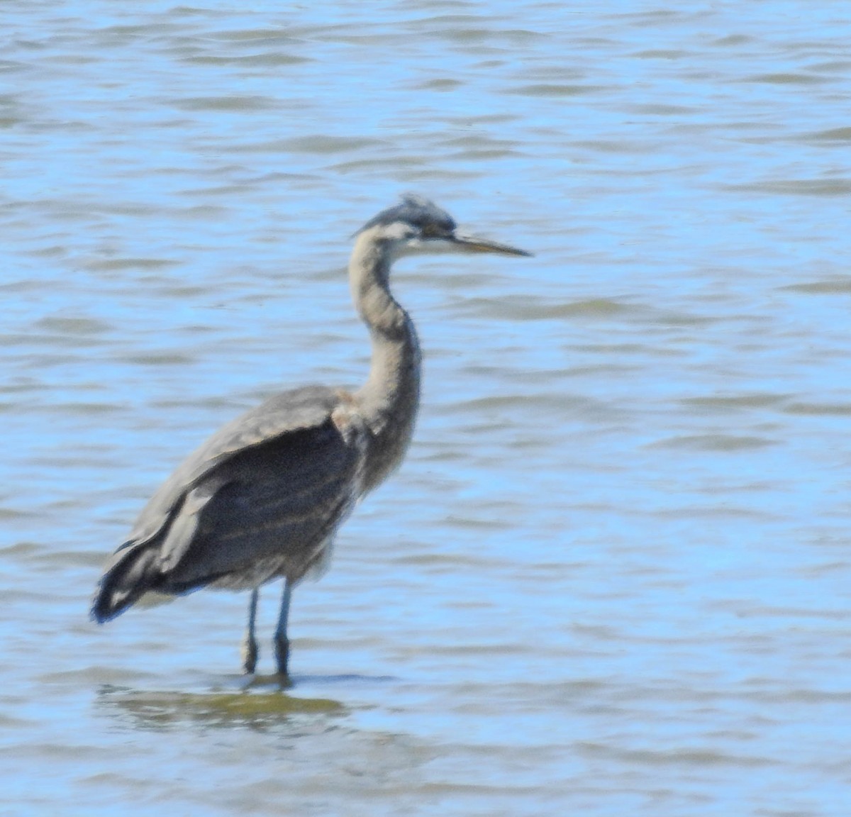Great Blue Heron - ML630702117