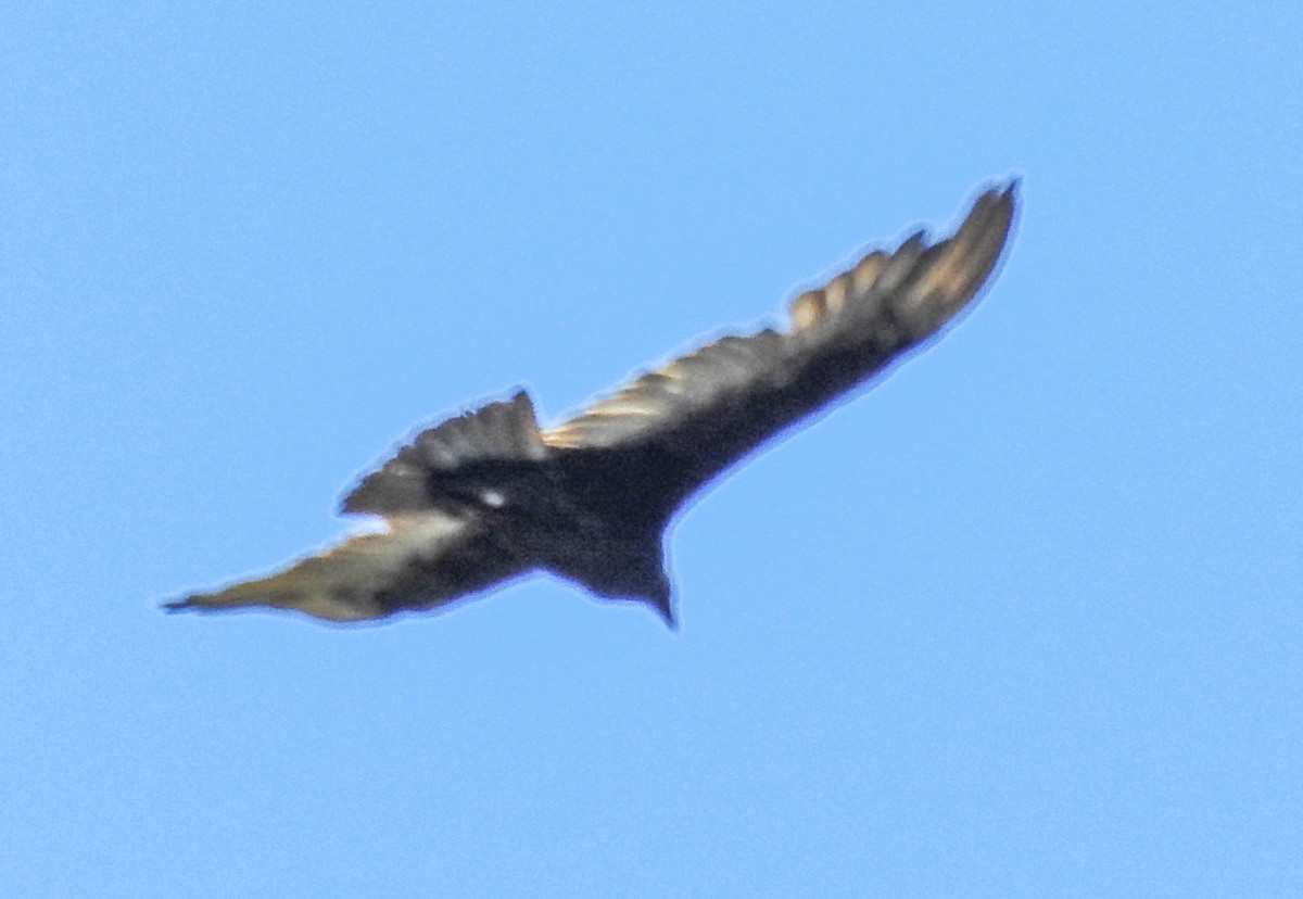 Turkey Vulture - ML630702122