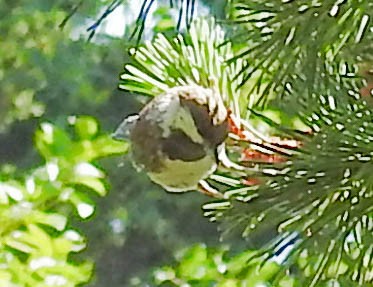 Chestnut-backed Chickadee - ML630702134
