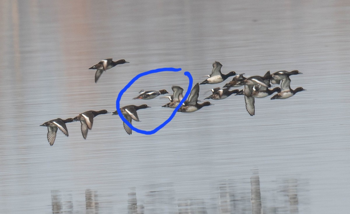 Tufted Duck - ML630702141