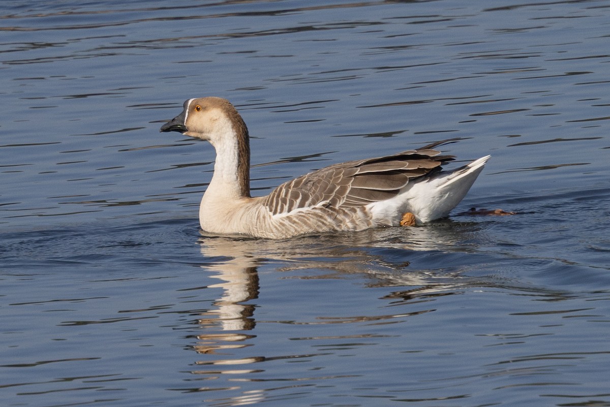 Swan Goose (Domestic type) - ML630702165