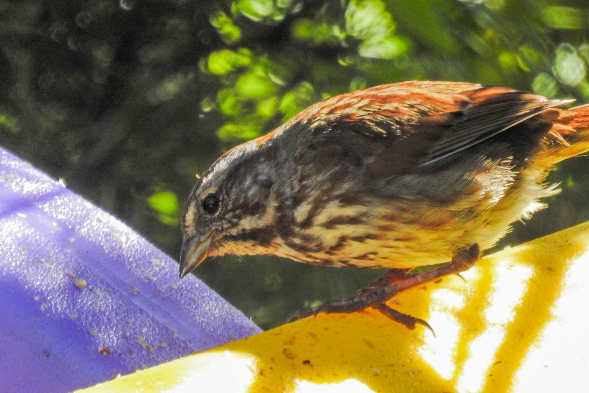 Song Sparrow - ML630702179