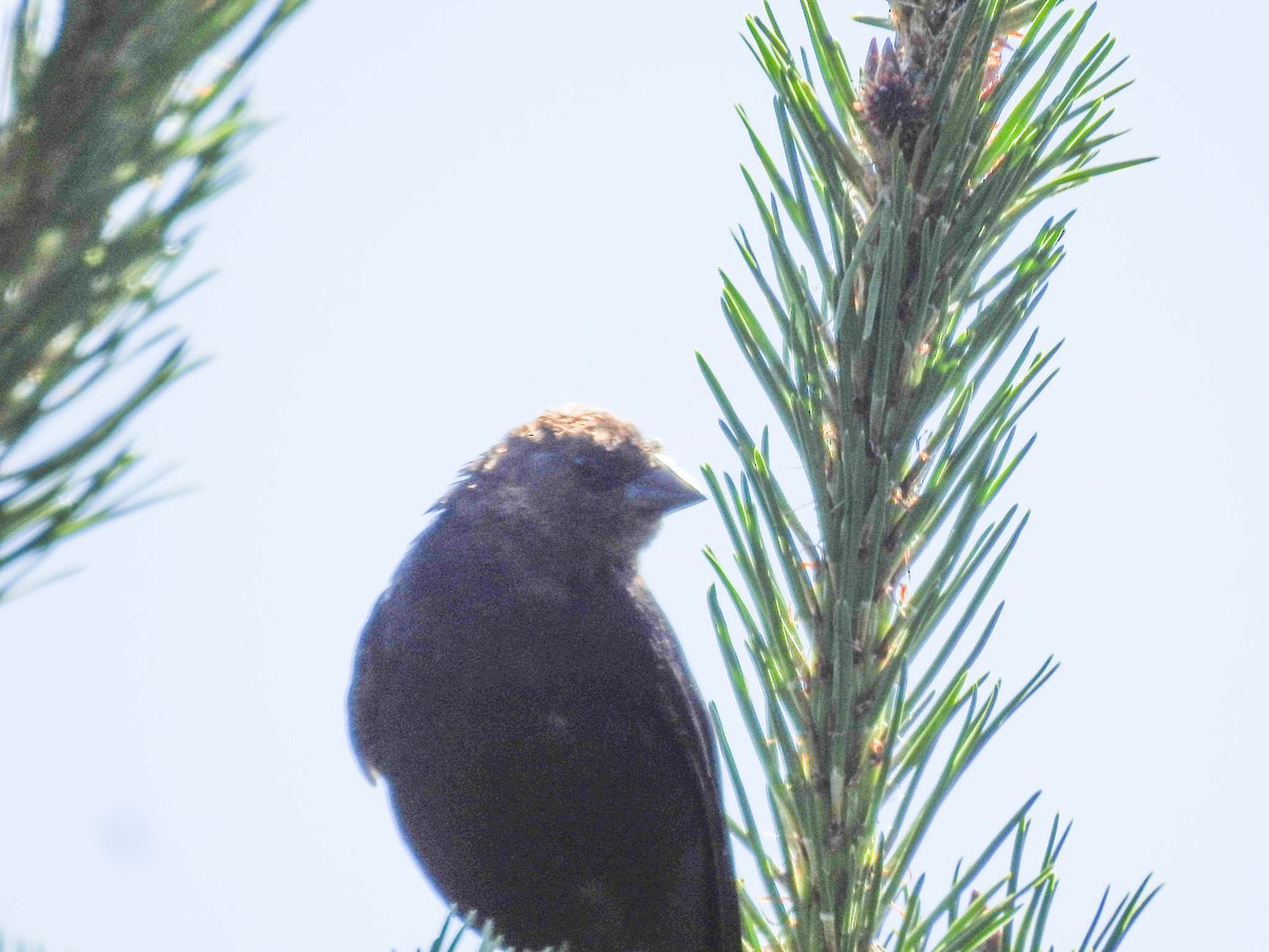 Brown-headed Cowbird - ML630702192