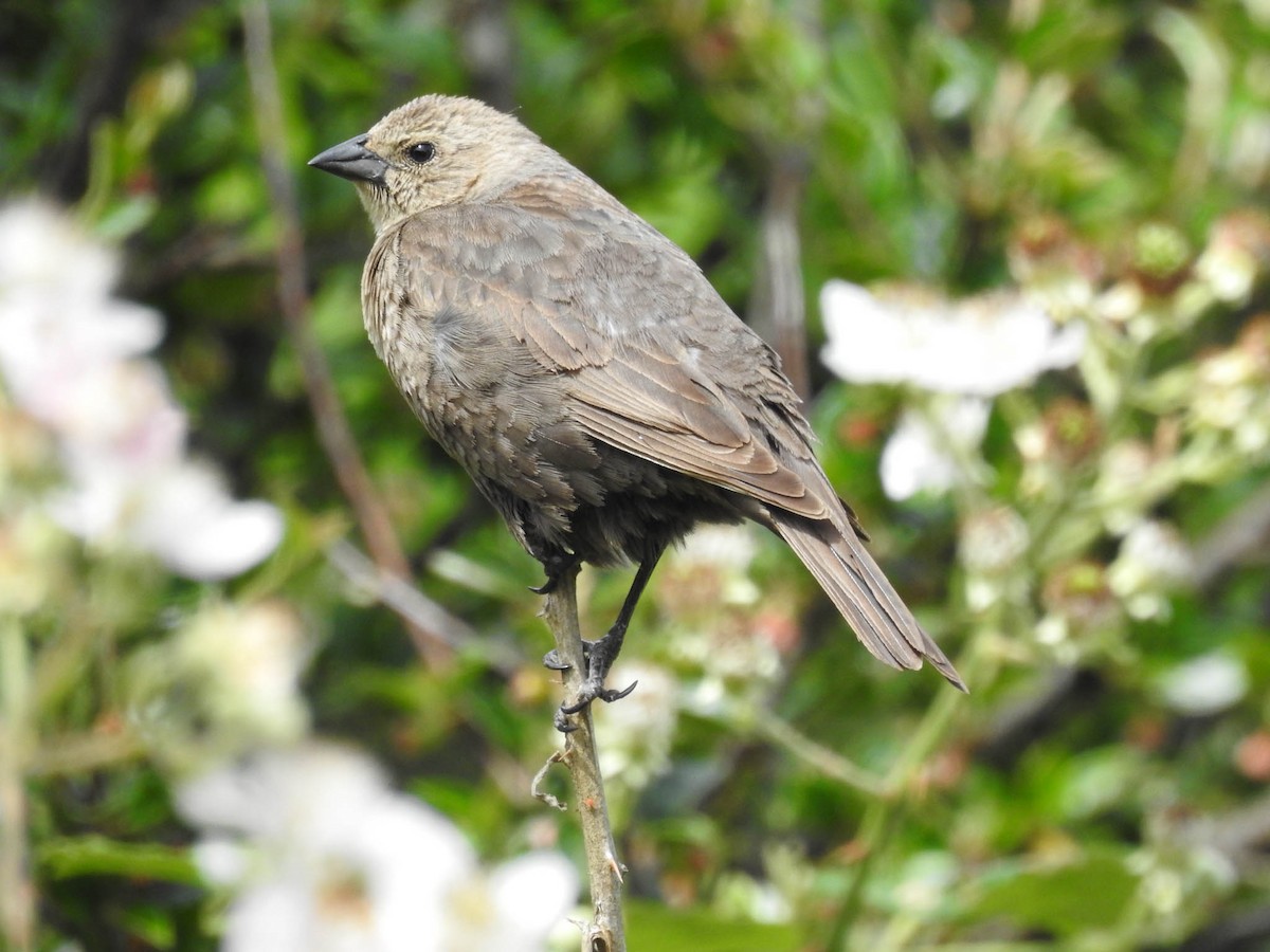 Brown-headed Cowbird - ML630702193