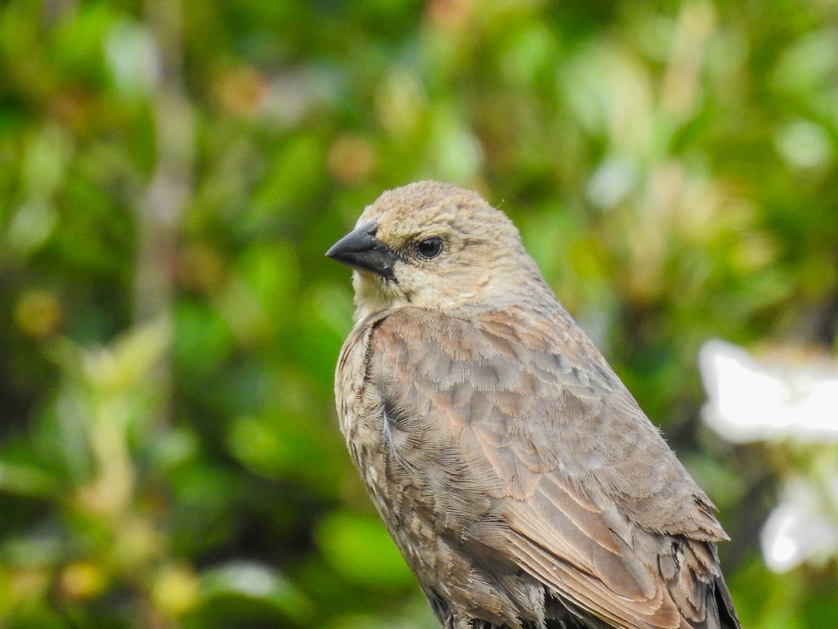Brown-headed Cowbird - ML630702194