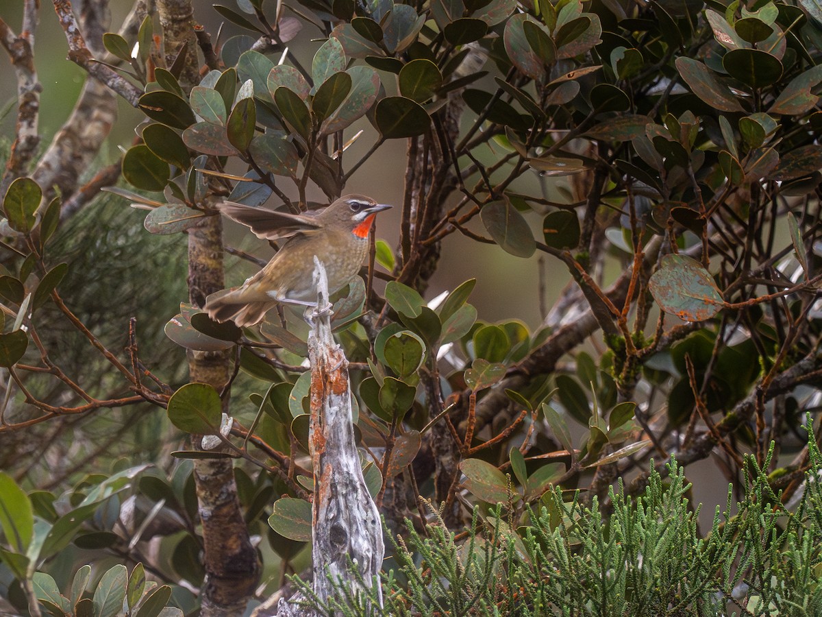 Өнгөлүүрт гургалдай - ML630702306