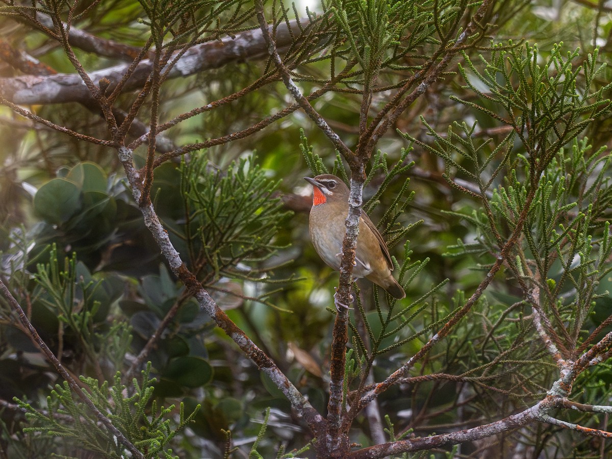 Өнгөлүүрт гургалдай - ML630702307