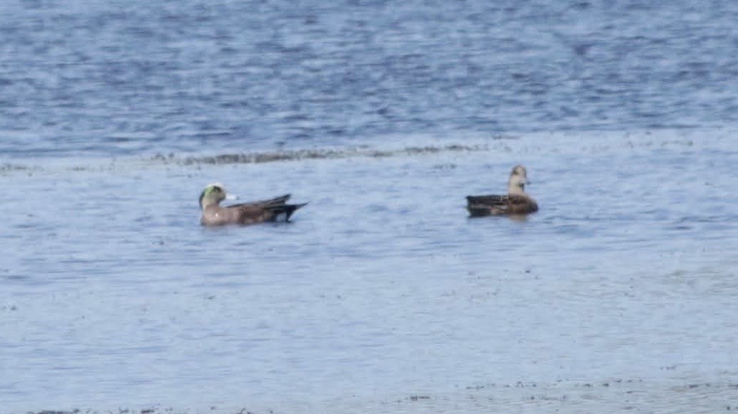 American Wigeon - ML630702357
