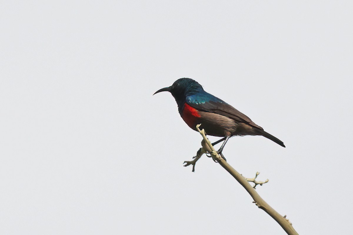 Neergaard's Sunbird - ML630702420