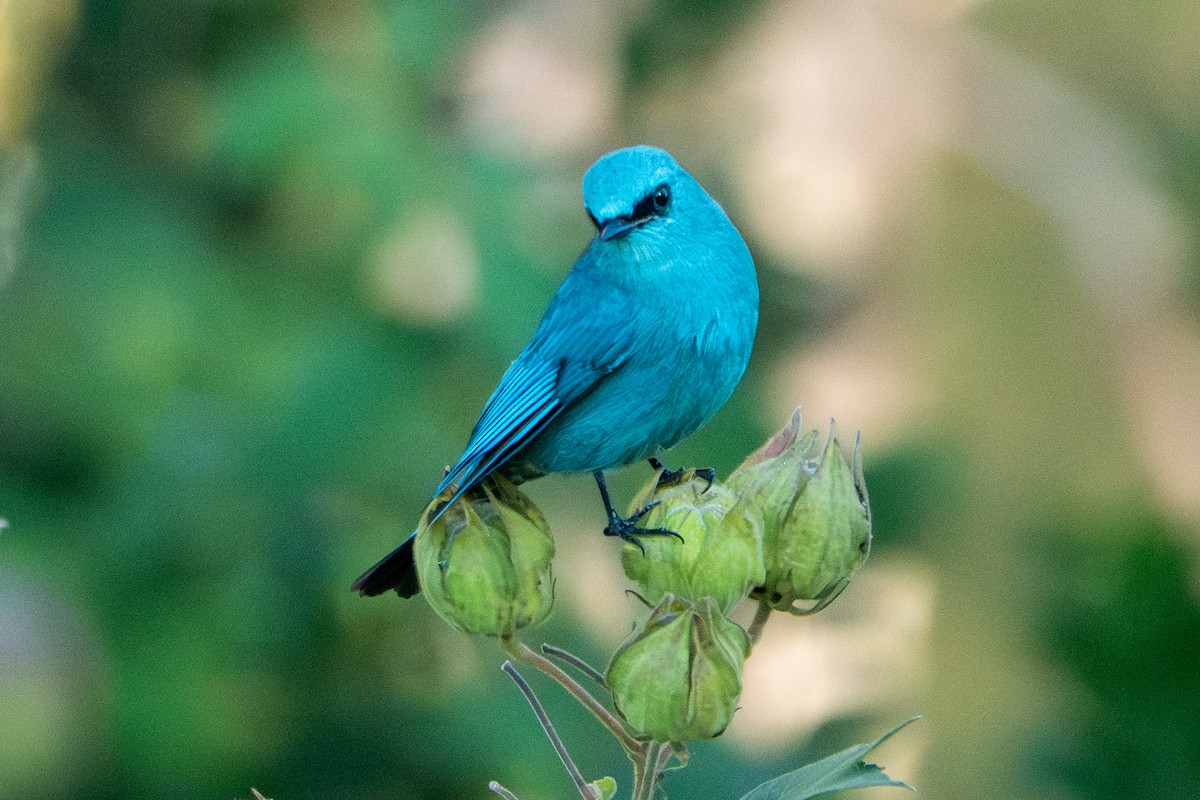 Verditer Flycatcher - ML630702593