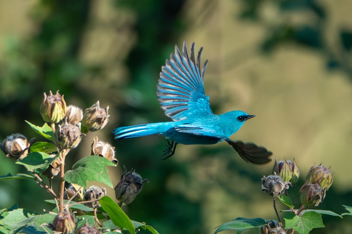 Verditer Flycatcher - ML630702594