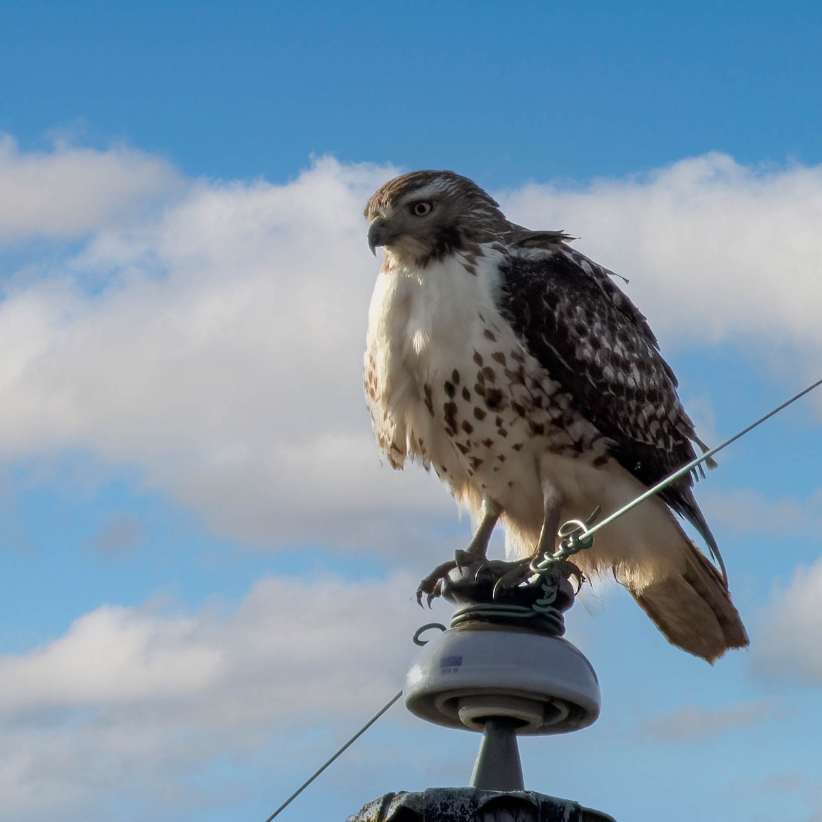 Red-tailed Hawk (borealis) - ML630702883