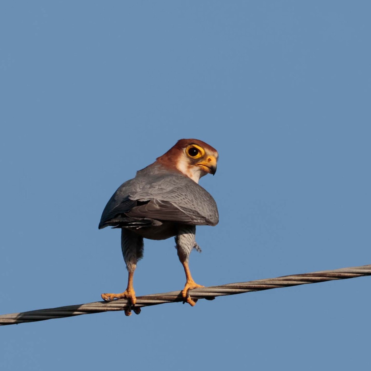 Red-necked Falcon - ML630702990