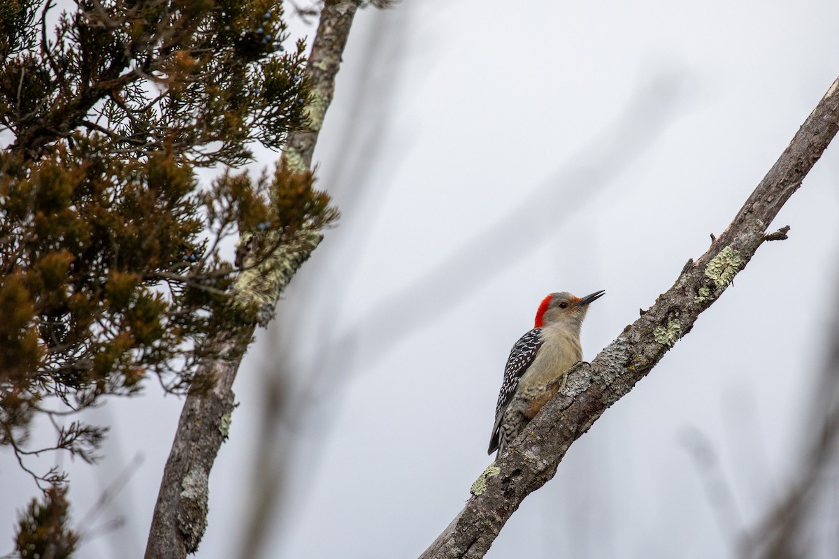 Red-bellied Woodpecker - ML630703506