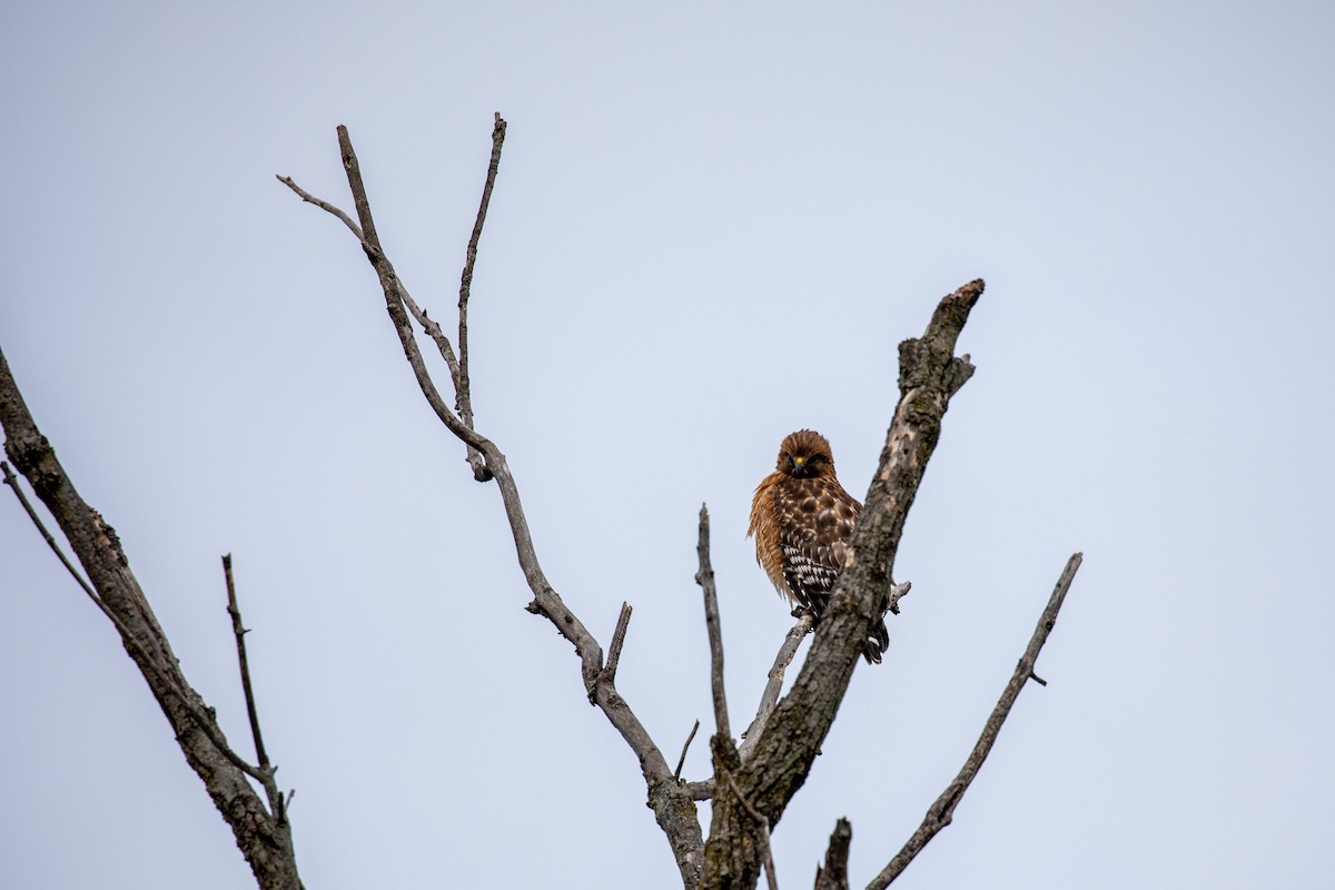 Red-shouldered Hawk - ML630703508