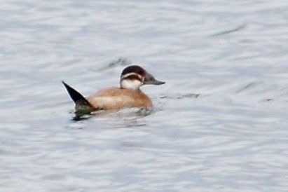 White-headed Duck - ML630703671