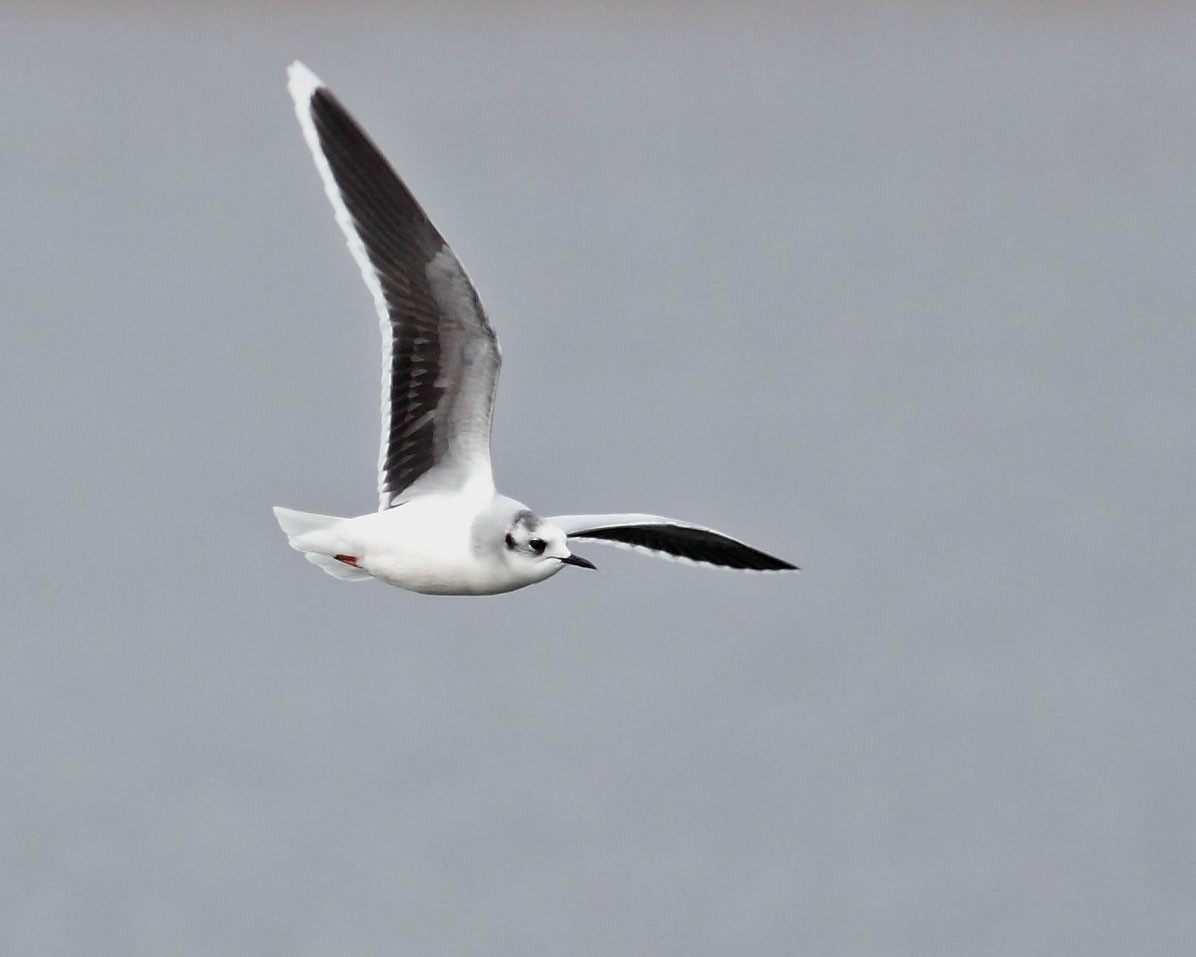 Little Gull - ML630703672