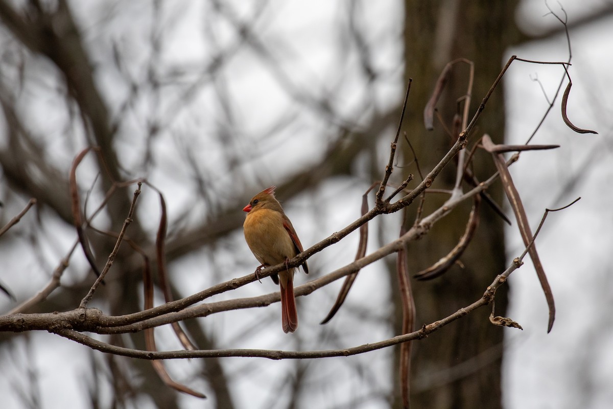 Northern Cardinal - ML630703802
