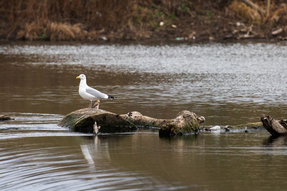 American Herring Gull - ML630703848