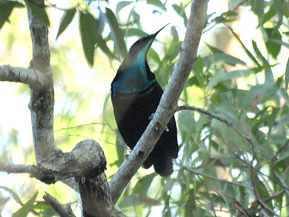 Magnificent Riflebird - ML630704135