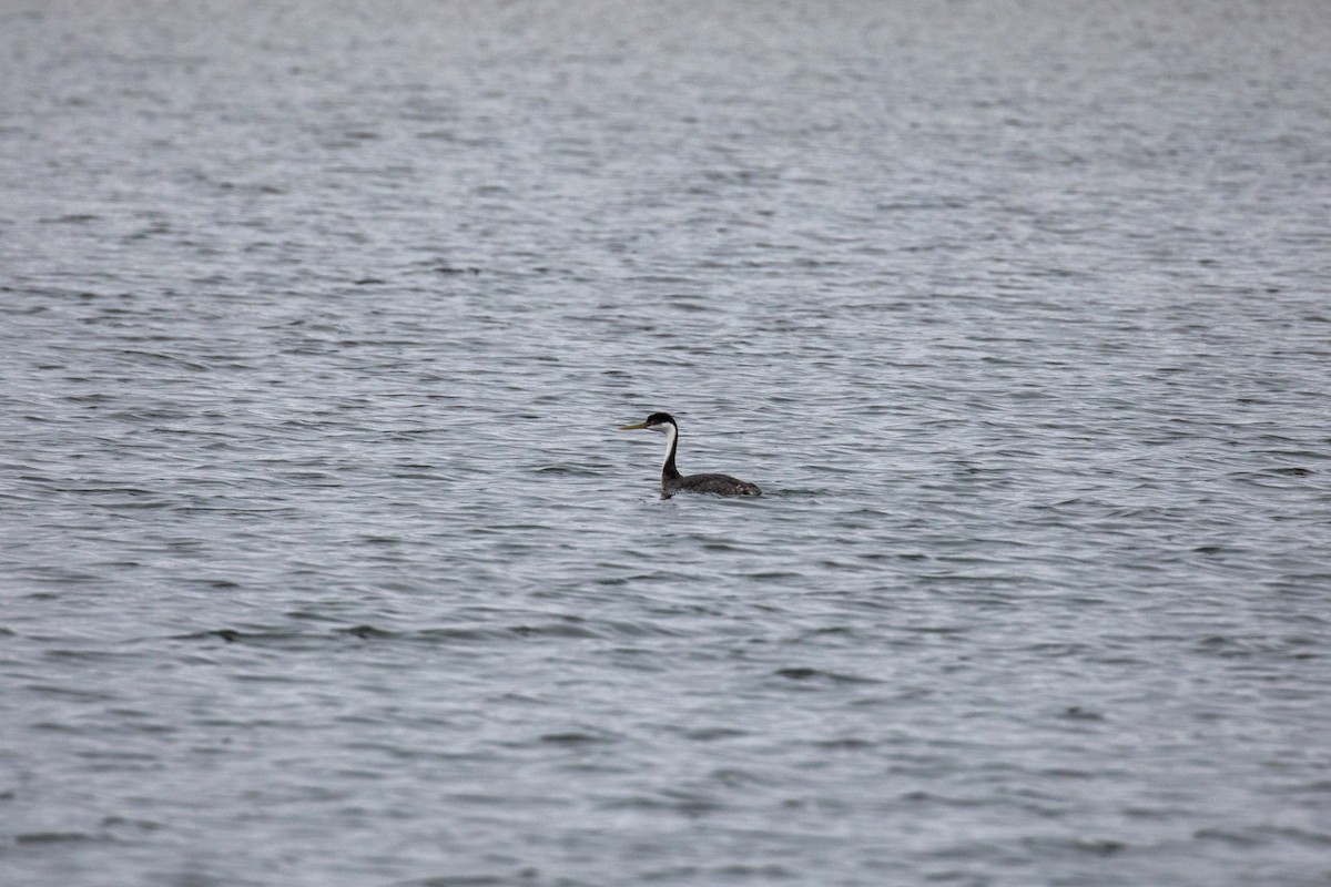 Western Grebe - ML630704199