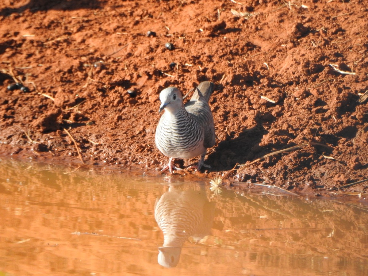 Peaceful Dove - ML630704721