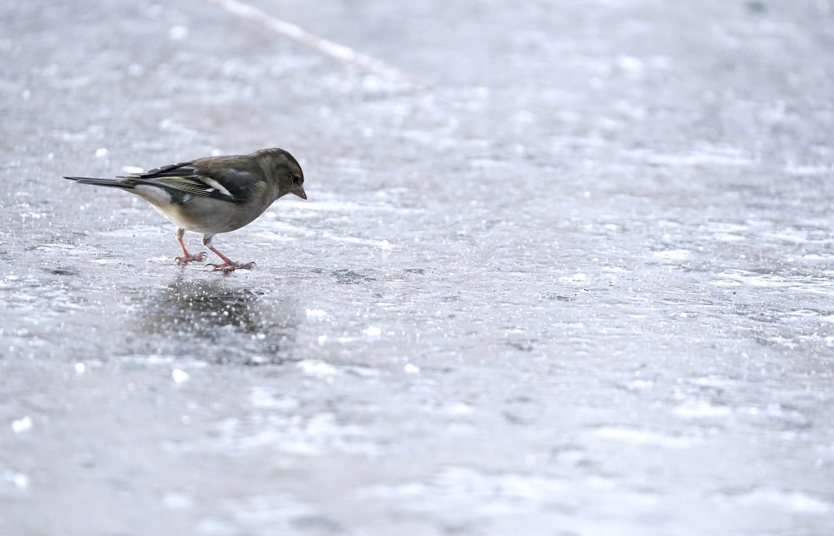 Pinson des arbres - ML630704750