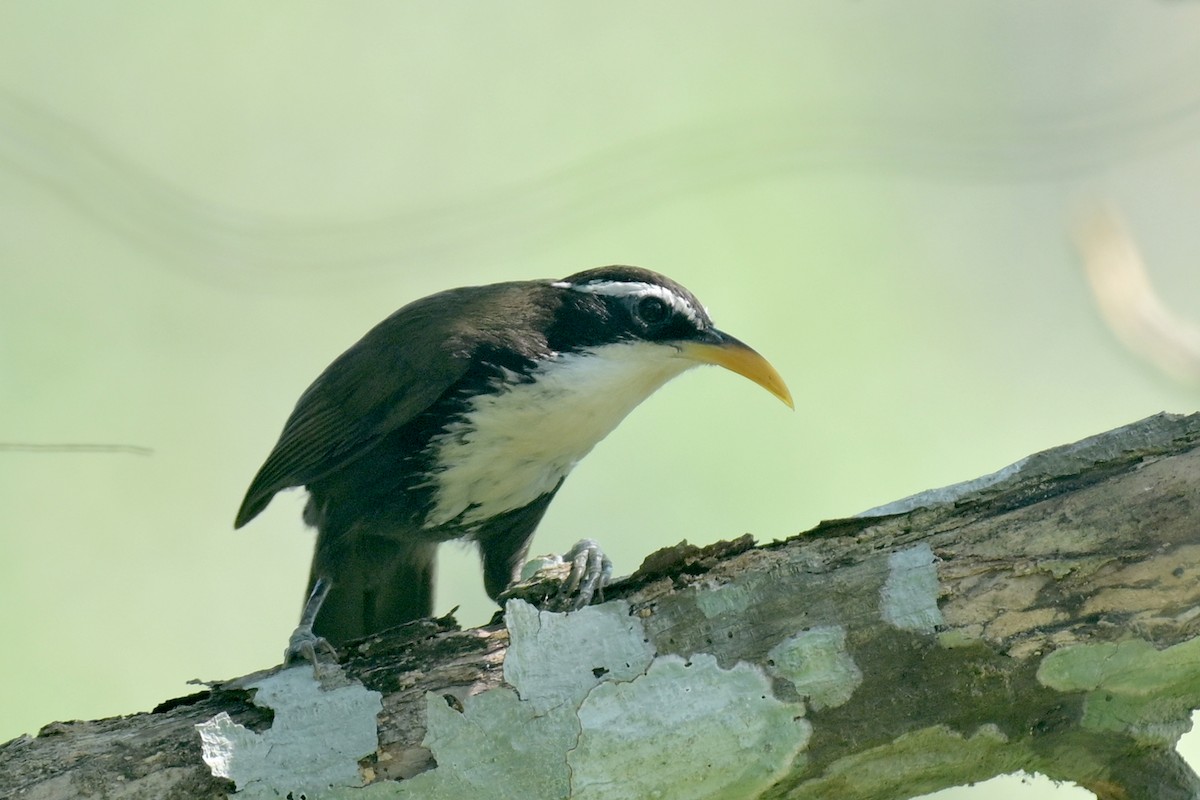 Horsfieldsäbler - ML630704861