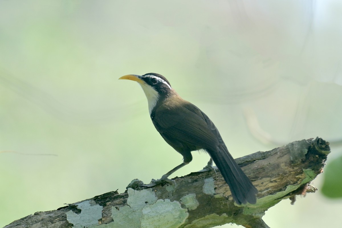 Horsfieldsäbler - ML630704863