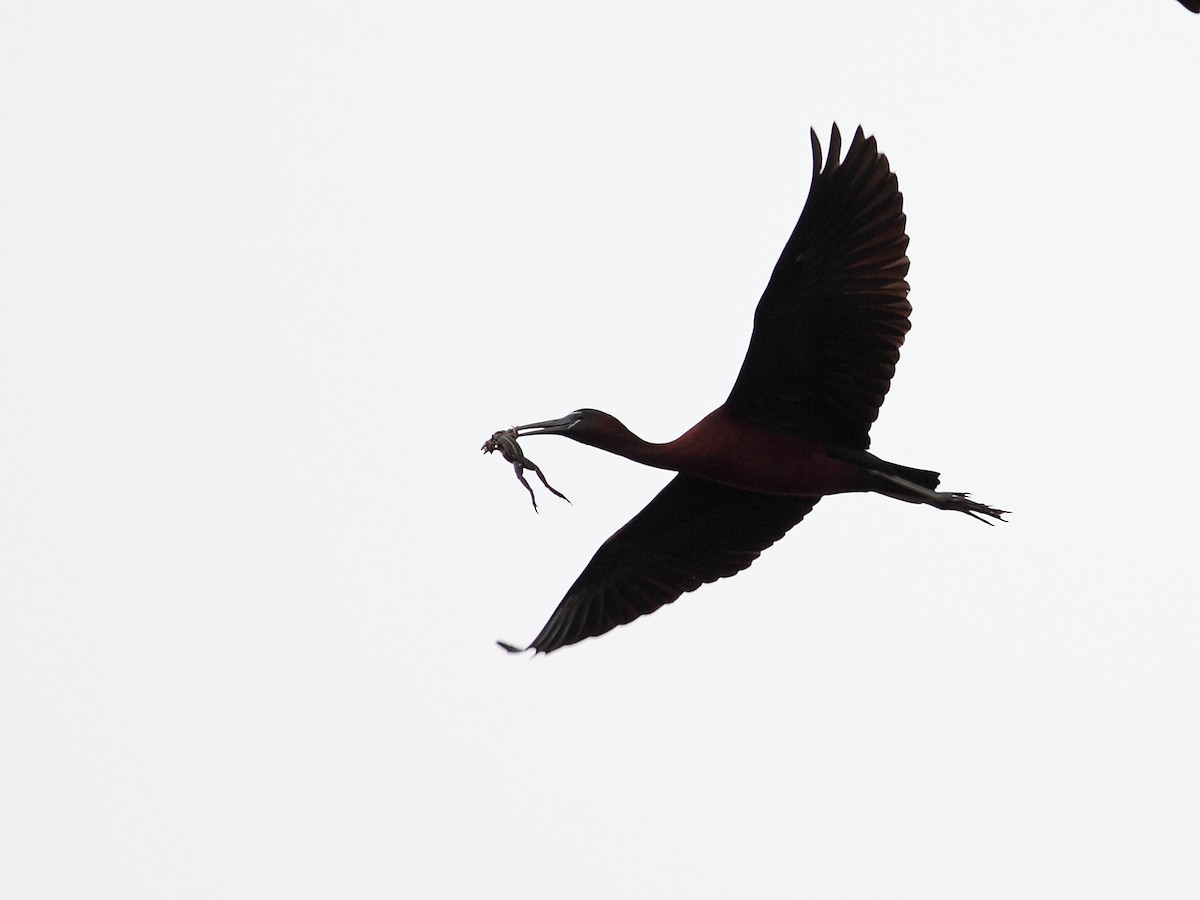 Ibis falcinelle - ML630704875