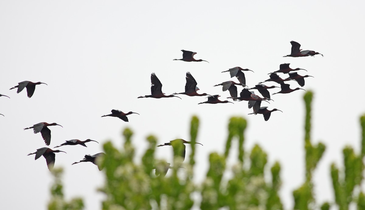 Ibis falcinelle - ML630704877