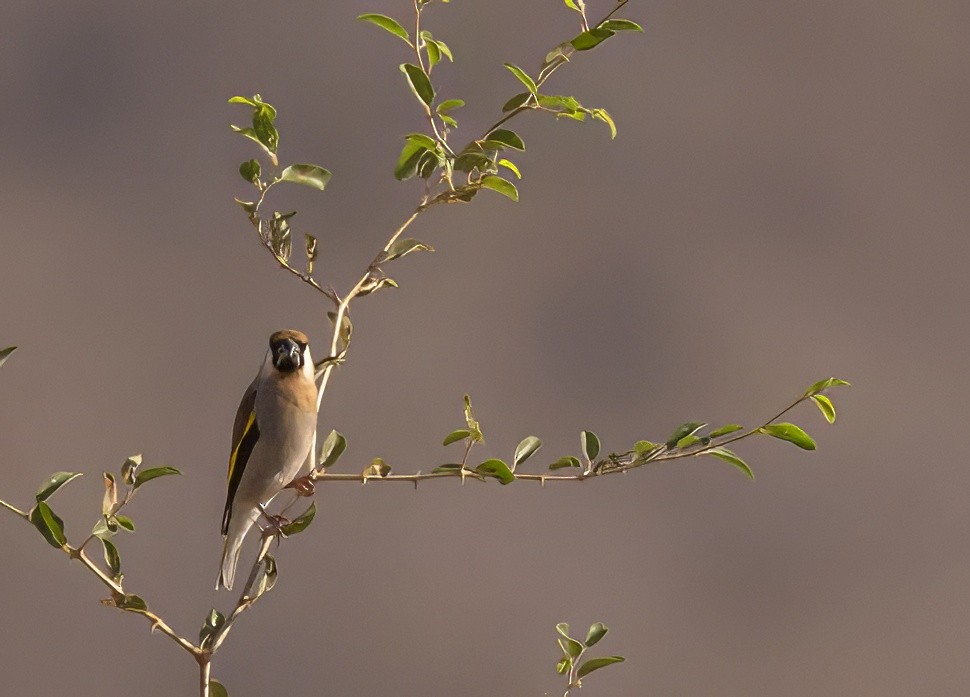 Arabian Grosbeak - ML630704918