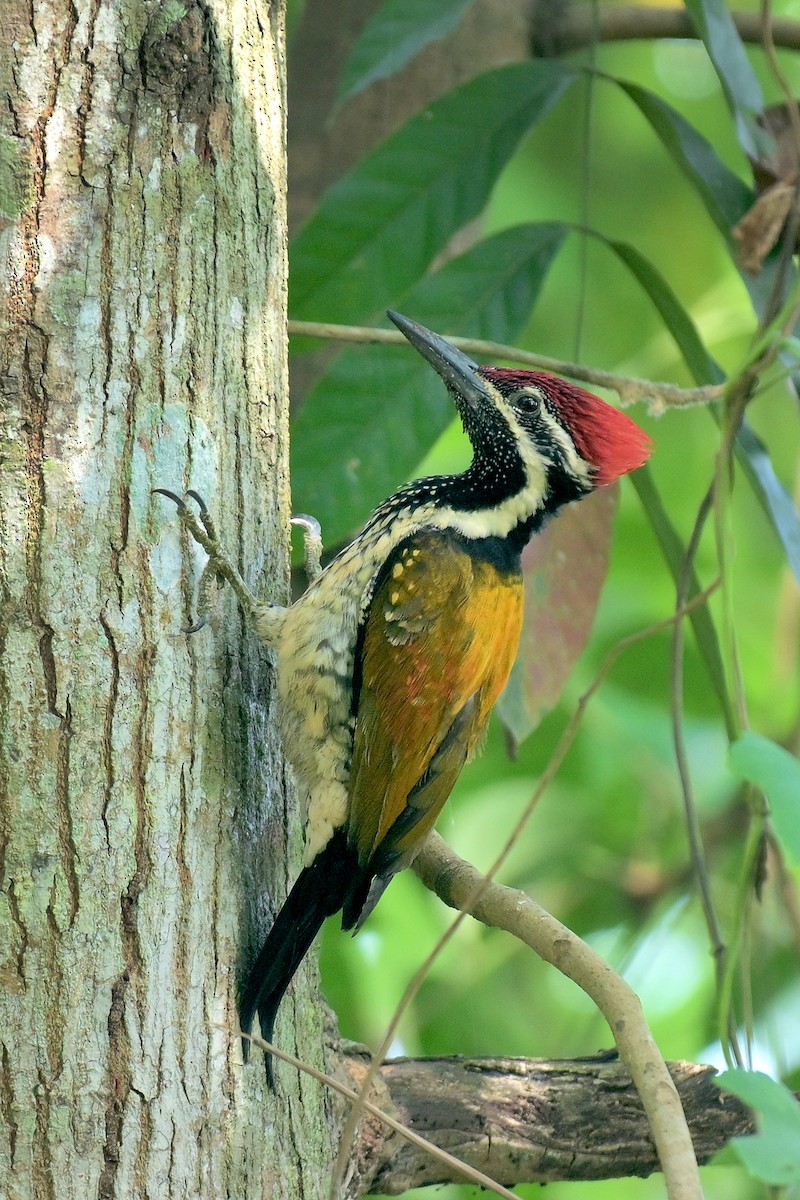 Bengalenspecht - ML630704986