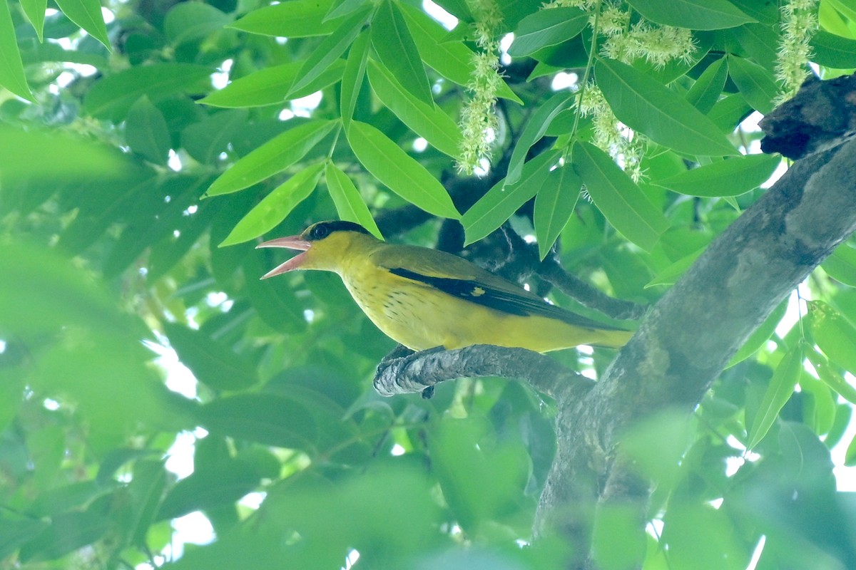 Schwarznackenpirol - ML630704991