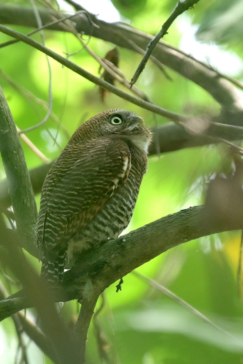 Dschungelzwergkauz - ML630704992