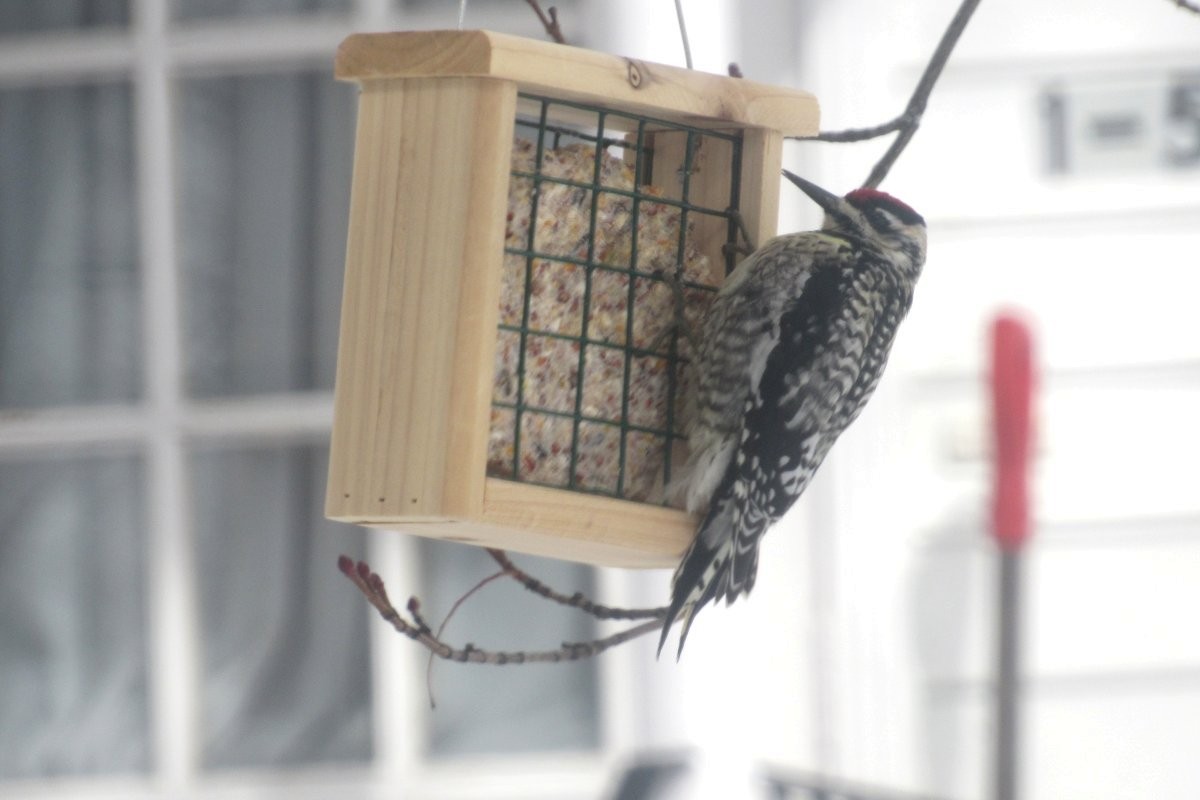 Yellow-bellied Sapsucker - ML630705003